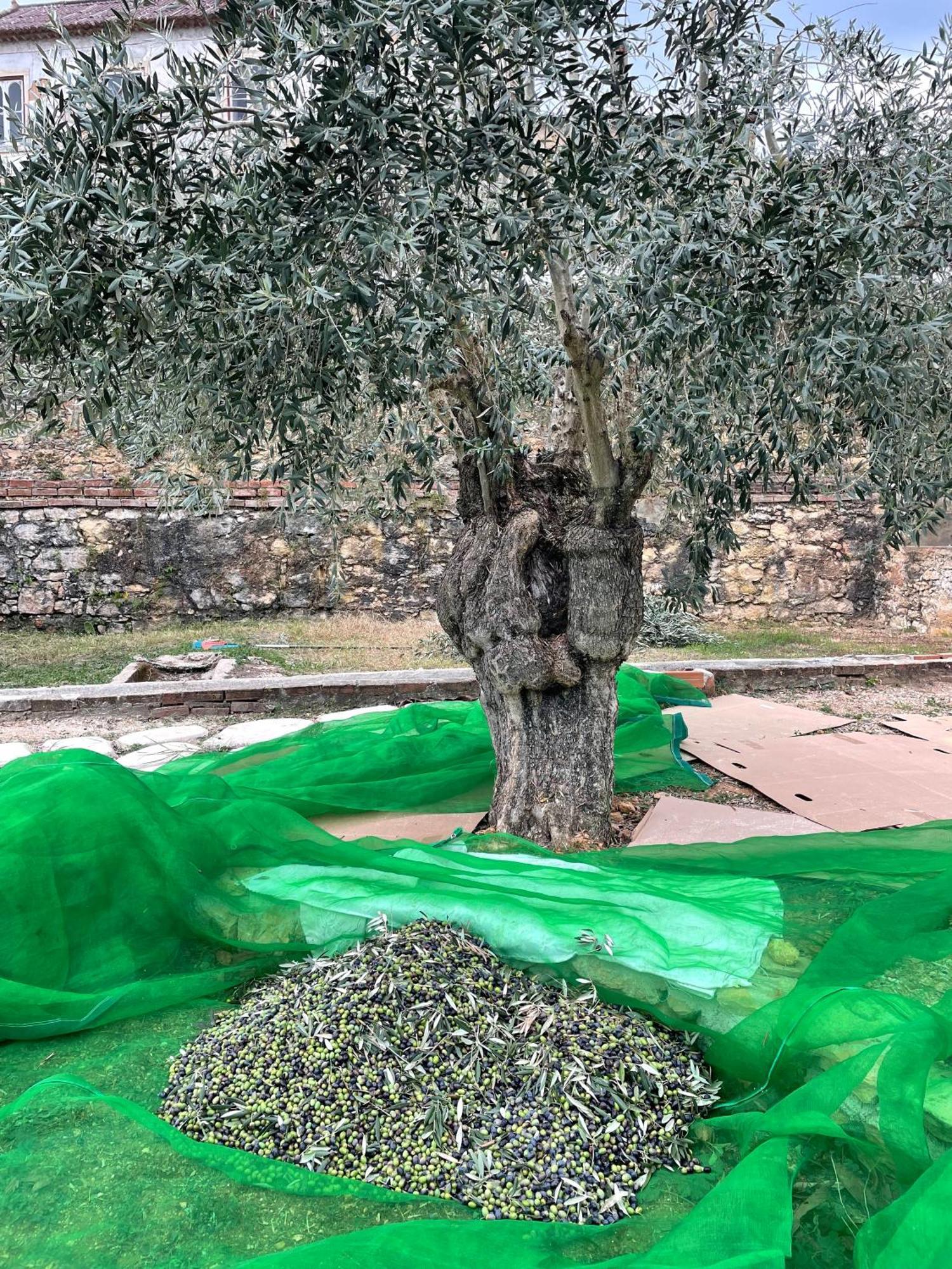 فندق Casa Do Prado تومار المظهر الخارجي الصورة